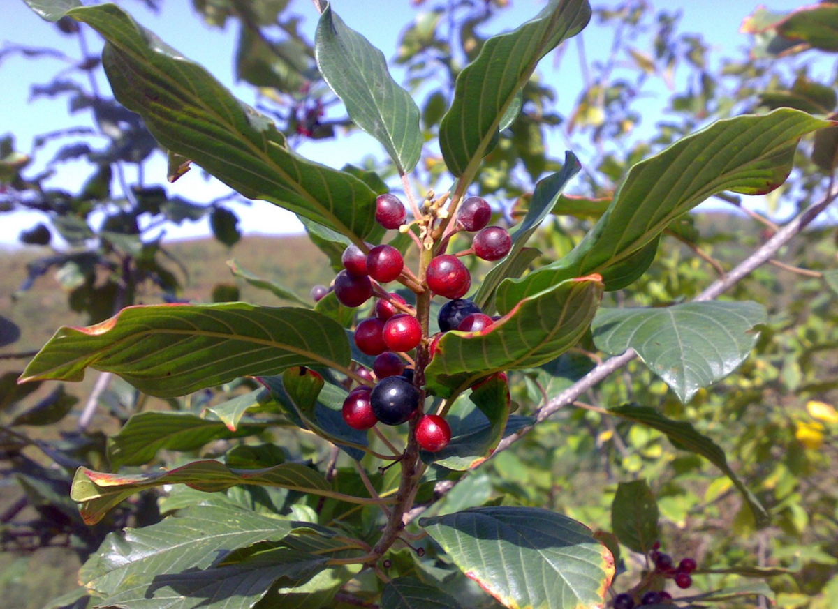 Alder Buckthorn (Frangula alnus)