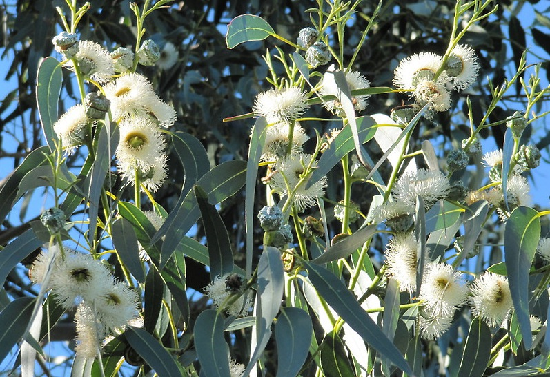 Blue Gum Eucalyptus (Eucalyptus globulus)