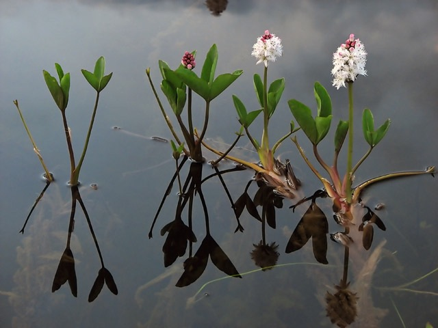 Bogbean