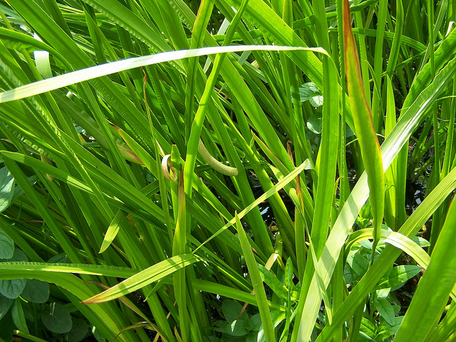 Acorus (Sweet Flag) (Acorus calamus)