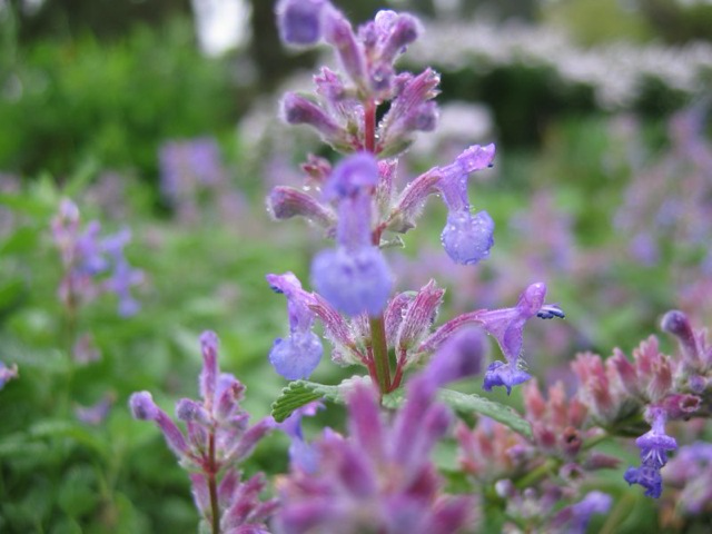 Catnip (Nepeta spp.)