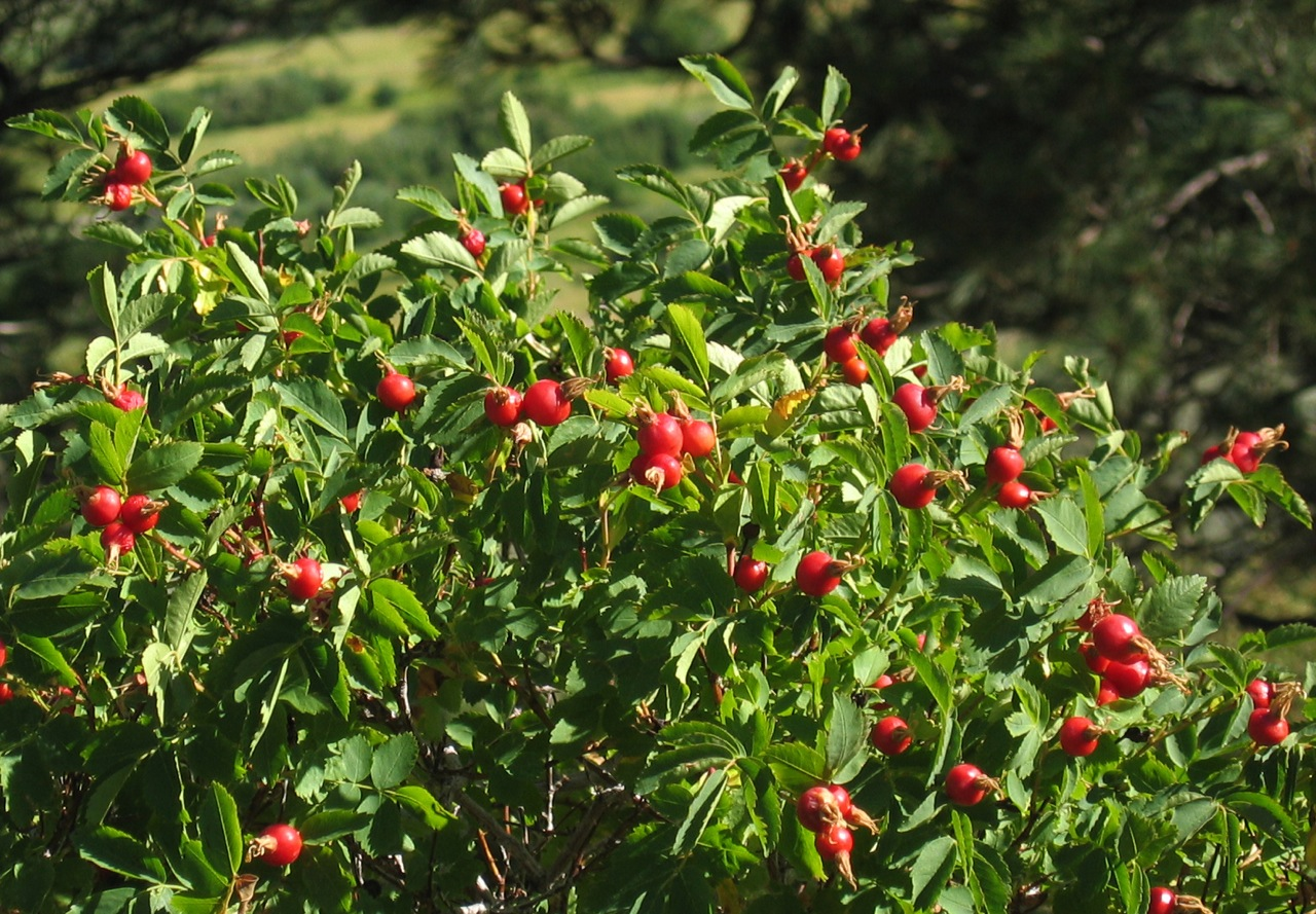 Cinnamon Rose (Rosa majalis)