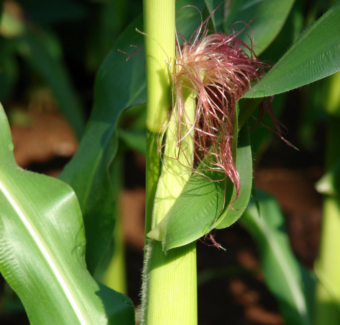 Corn Silk (Zea mays)