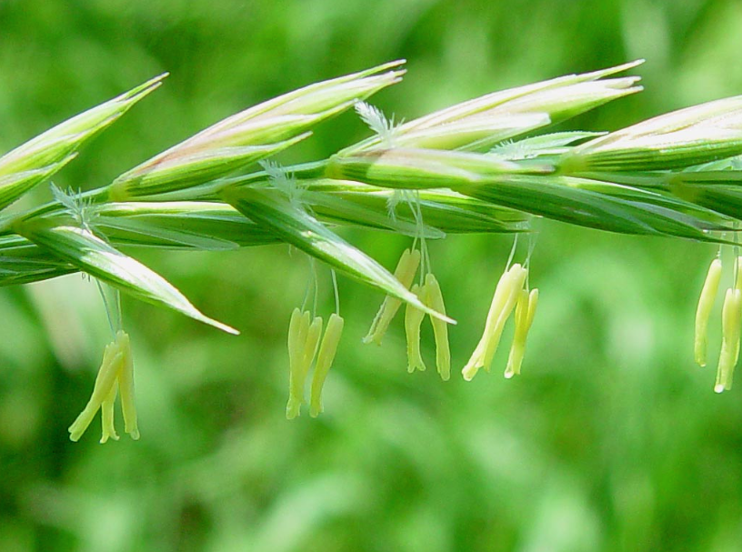 Couch Grass (Elytrigia repens)