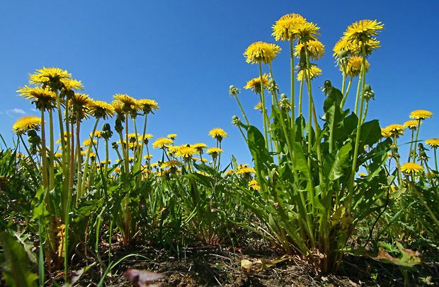 Acorus (Sweet Flag) (Acorus calamus)
