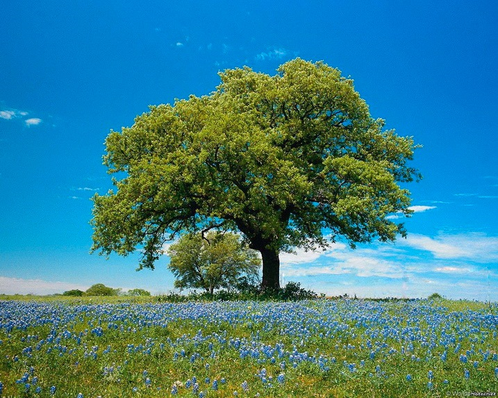 English Oak
