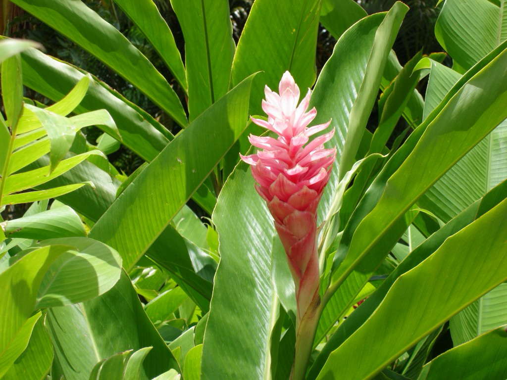 Ginger (Zingiber officinalis)