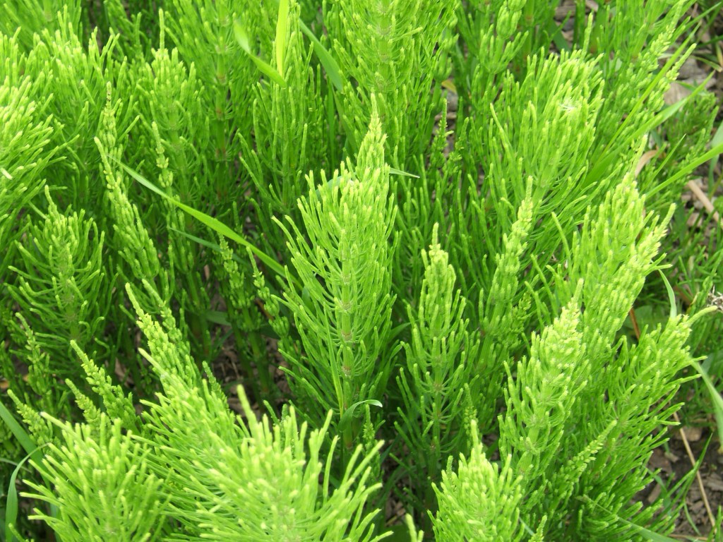 Horsetail (Equisetum arvense)
