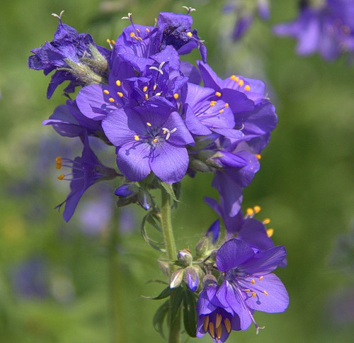 Jacob’s Ladder (Polemonium caeruleum)