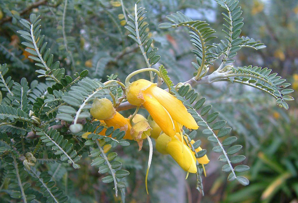 Japanese pagoda tree (Sophora japonica) branch with yellow flowers; medicinal tree traditionally valued for rutin.