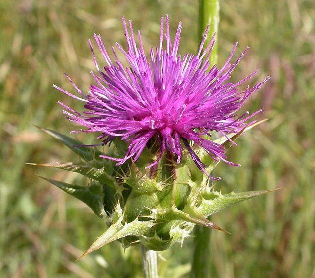 Acorus (Sweet Flag) (Acorus calamus)