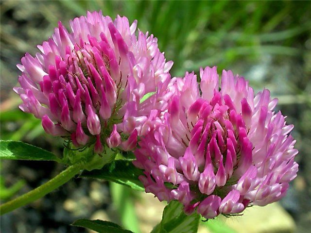 Acorus (Sweet Flag) (Acorus calamus)