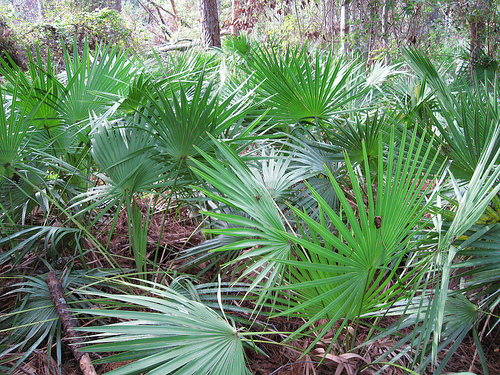 Saw Palmetto