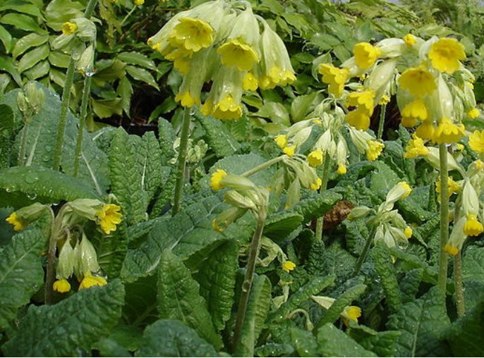 Sleutelbloem