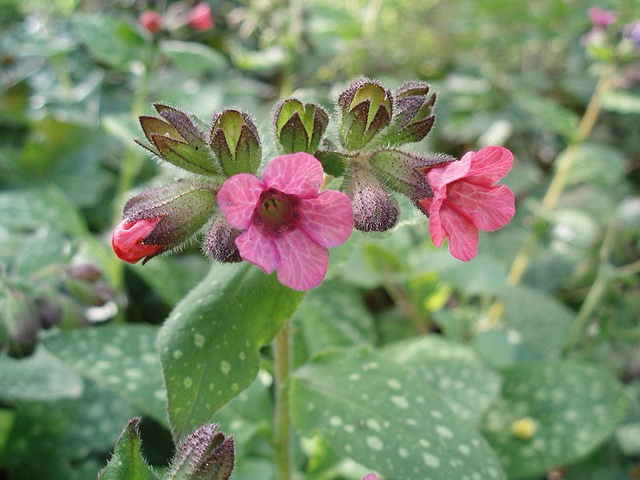 Spotted Lungwort (Pulmonaria officinalis)