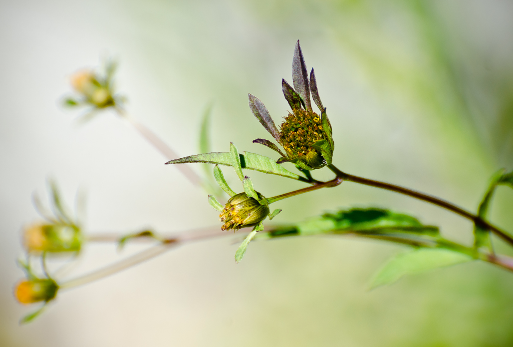 Three-lobed Beggarticks (Bidens tripartita)