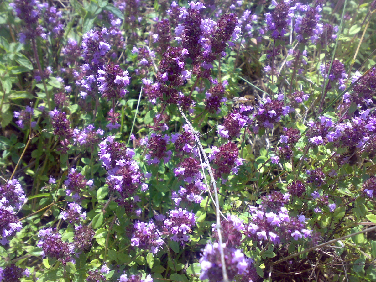 Thyme