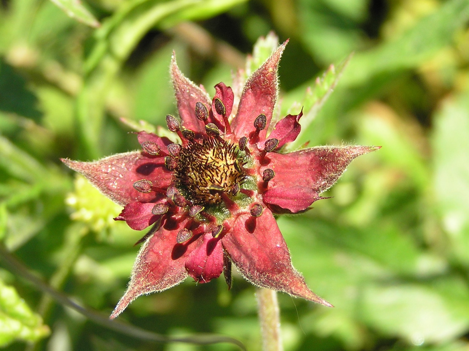 Marsh Cinquefoil