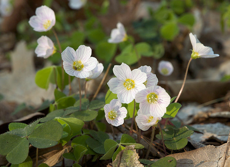 White Wood Sorrel