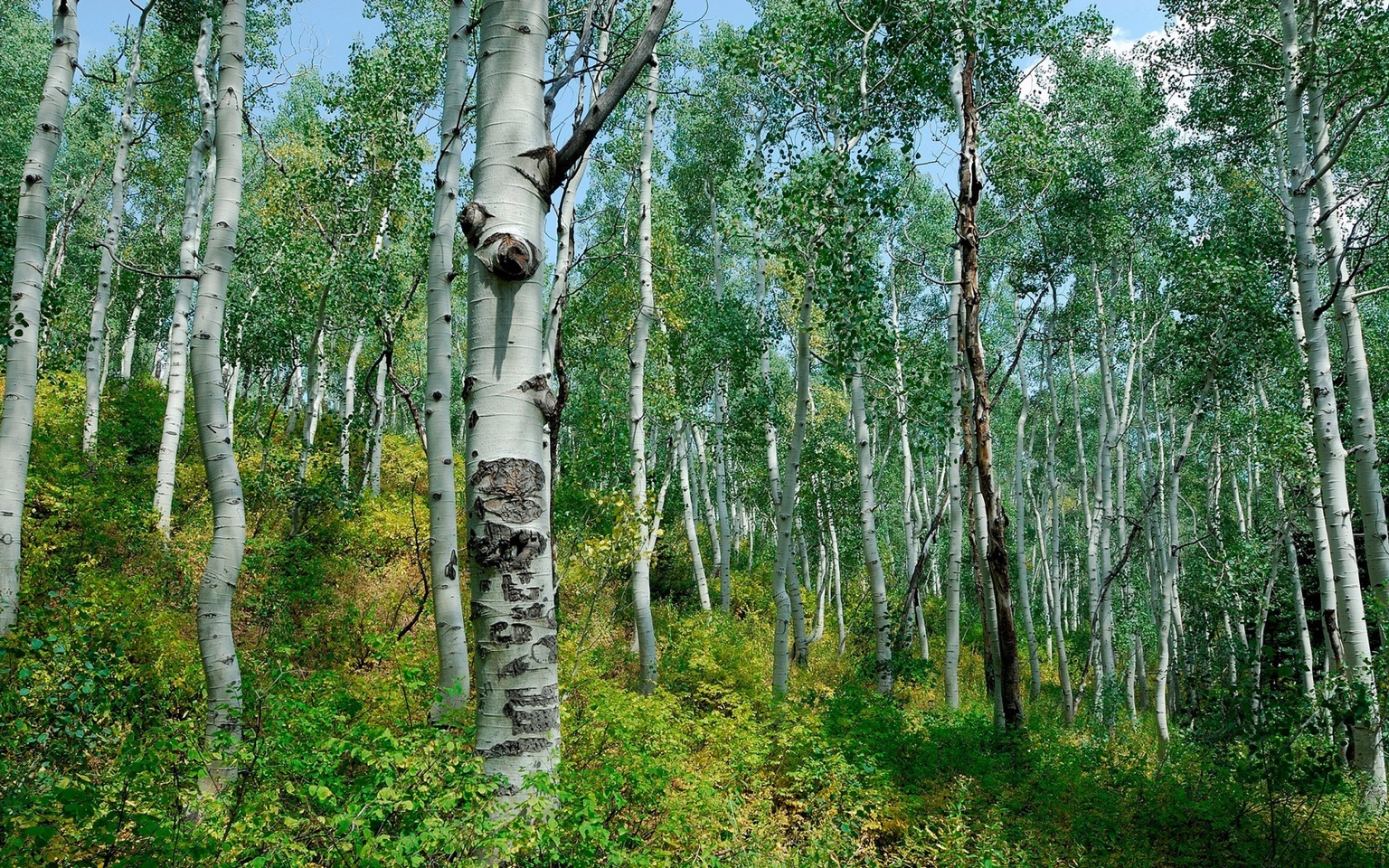 Surviving in the Wild: Practical Tips